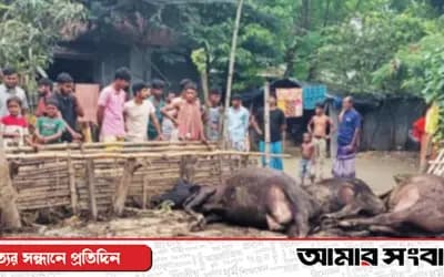 শাহজাদপুরে বৈদ্যুতিক তার ছিঁড়ে ৩ গাভীর মৃত্যু