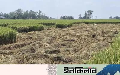 শাহজাদপুরে দুই কৃষকের জমির আধা-পাকা ধান লুটের অভিযোগ