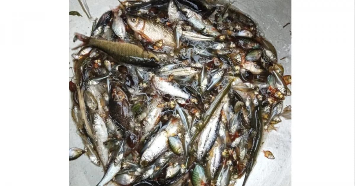 দেশি মাছ এখন চায়না ও দুয়ারী জালের ফাঁদে