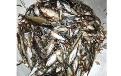 দেশি মাছ এখন চায়না ও দুয়ারী জালের ফাঁদে