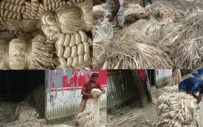 সিরাজগঞ্জে ফিরছে সোনালি দিন, মাঠে ফলন-হাটে মেলা