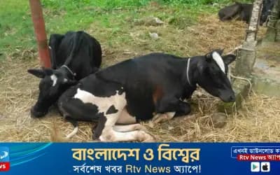 সিরাজগঞ্জে ট্রাকসহ ২৯ গরু ছিনতাই, ৯টি গাইবান্ধায় উদ্ধার