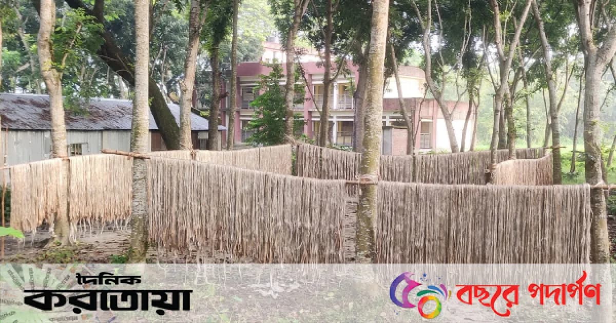সিরাজগঞ্জের তাড়াশে পাটের বাম্পার ফলন ভালো দাম পেয়ে খুশি কৃষক