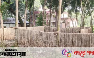 সিরাজগঞ্জের তাড়াশে পাটের বাম্পার ফলন ভালো দাম পেয়ে খুশি কৃষক