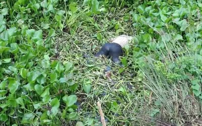 তাড়াশে সিএনজি চালকের মরদেহ উদ্ধার
