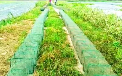 উল্লাপাড়ায় নিষিদ্ধ দুয়ারী জালের অবাধে ব্যবহার বন্ধ না হলে মাছের প্রজনন বাঁধা গ্রস্থ