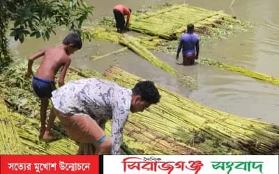 সিংড়ায় পাটের বাম্পার ফলন! দামেও খুশি কৃষক