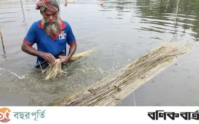 সিরাজগঞ্জে বেড়েছে পাটের আবাদ