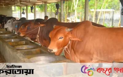 সিরাজগঞ্জের শাহজাদপুরে কোরবানির জন্য প্রস্তুত ১ লাখ ৩৫ হাজার পশু