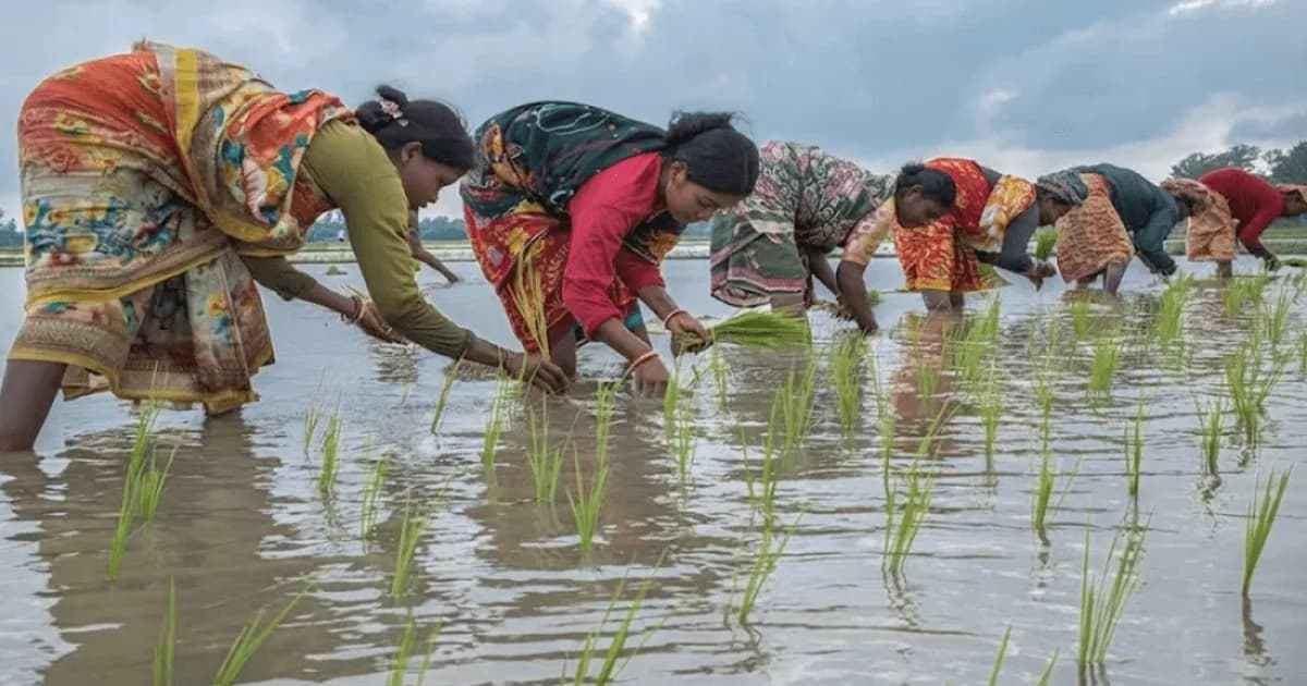 সিরাজগঞ্জে পুরুষের কাঁধে কাঁধ মিলিয়ে কাজ করছেন আদিবাসী নারীরা, তবু মজুরিতে বৈষম্য