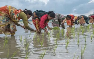 সিরাজগঞ্জে পুরুষের কাঁধে কাঁধ মিলিয়ে কাজ করছেন আদিবাসী নারীরা, তবু মজুরিতে বৈষম্য