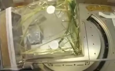 মহাকাশে ধান চাষে চীনের সাফল্য