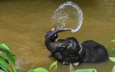 হাতির শুঁড়কে প্রকৃতির বিস্ময় বলা হয় কেন