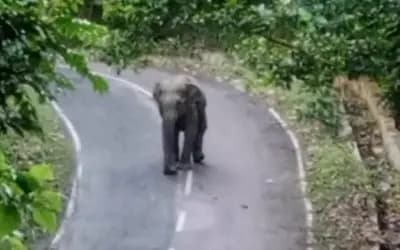হঠাৎ সড়কে হাতির পাল, তিন ঘণ্টা যান চলাচল বন্ধ