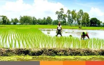 সিরাজগঞ্জে রোপা আমনের চারা লাগাতে ব্যস্ত কৃষক
