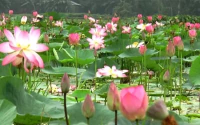 পদ্মফুলে ছেয়ে গেছে উল্লাপাড়ার সোনাকান্ত বিল, মুগ্ধ দর্শনার্থীরা