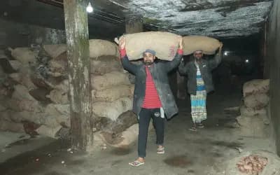হিমাগারের আলু যাচ্ছে বাজারে