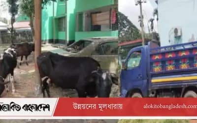 সিরাজগঞ্জে ৪টি চোরাই গরু উদ্ধার, পিকআপ ভ্যান জব্দ