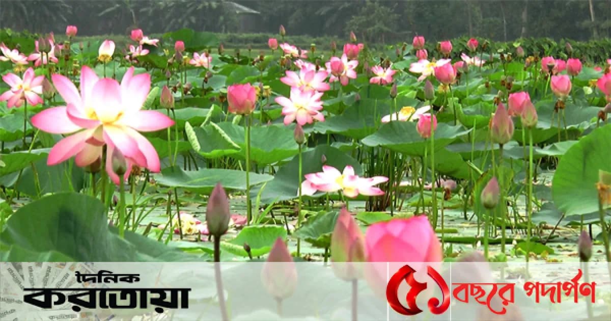 সিরাজগঞ্জের উল্লাপাড়ার সোনাকান্ত বিলে মুগ্ধতা ছড়াচ্ছে পদ্মফুলের সৌন্দর্য
