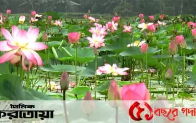 সিরাজগঞ্জের উল্লাপাড়ার সোনাকান্ত বিলে মুগ্ধতা ছড়াচ্ছে পদ্মফুলের সৌন্দর্য