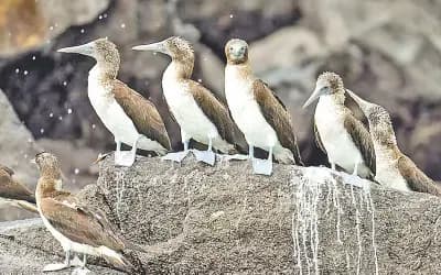নিজ এলাকা ছেড়ে পানামা 
যাচ্ছে সামুদ্রিক পাখিরা
