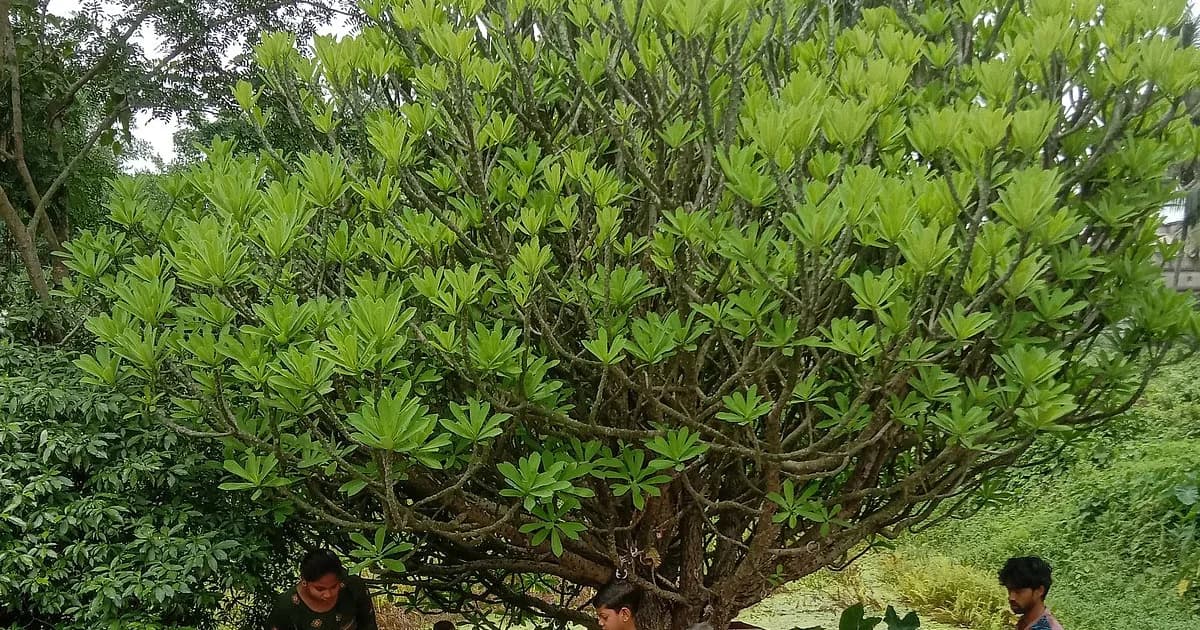 মনসাপূজা: ভয়কে জয় করার আরাধনা