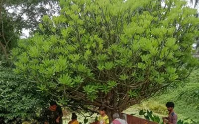 মনসাপূজা: ভয়কে জয় করার আরাধনা