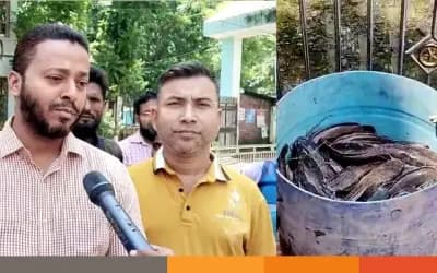 সিরাজগঞ্জে নিষিদ্ধ আফ্রিকান মাগুর জব্দ