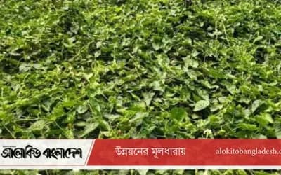 সিরাজগঞ্জে গ্রীষ্মকালীন সবজি চাষে ক্ষুদ্র কৃষকের স্বচ্ছলতা