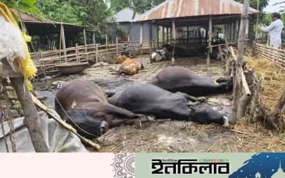 শাহজাদপুরে বৈদ্যুতিক তার ছিঁড়ে তিন গাভীর মৃত্যু, খামারির প্রায় ৭ লাখ টাকার ক্ষতি