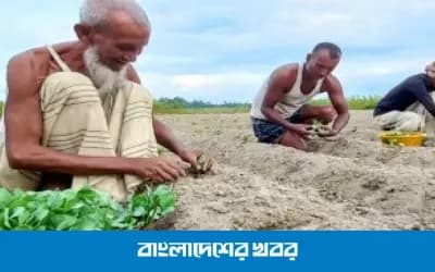 ভালো দামের আশায় সিরাজগঞ্জে আগাম সবজি চাষে কৃষক