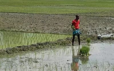 বন্যা না থাকায় সিরাজগঞ্জে আমন চাষে কৃষকের ব্যস্ততা