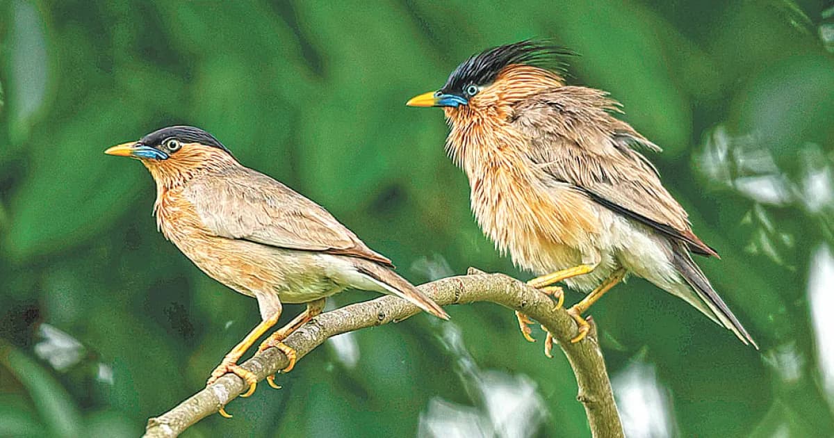 বামন শালিকের গল্প