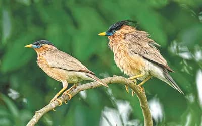 বামন শালিকের গল্প