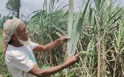 সিরাজগঞ্জে আখের বাম্পার ফলনের আশা