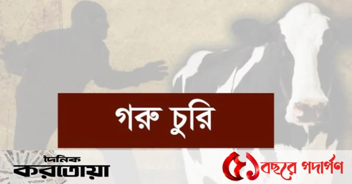 সিরাজগঞ্জের তাড়াশে ৮ দিনের ব্যবধানে ১০টি গরু চুরি, খামারিরা আতঙ্কে