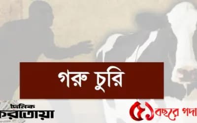 সিরাজগঞ্জের তাড়াশে ৮ দিনের ব্যবধানে ১০টি গরু চুরি, খামারিরা আতঙ্কে