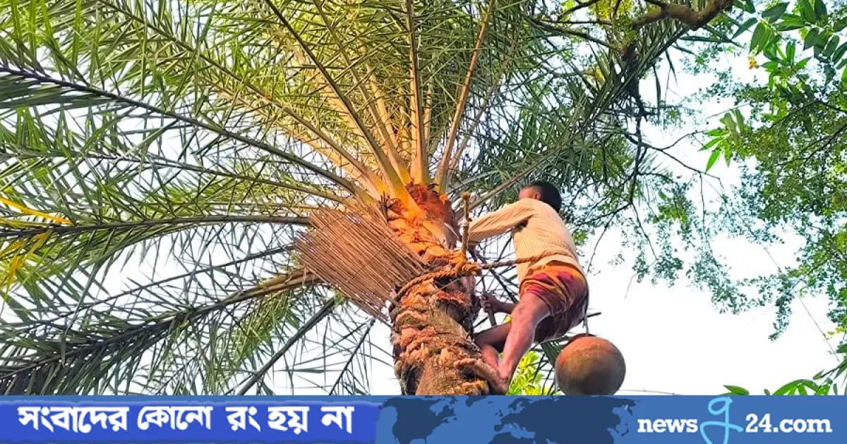 শীতের আগমনে খেজুর রস সংগ্রহ ব্যস্ত শাহজাদপুরে গাছিরা