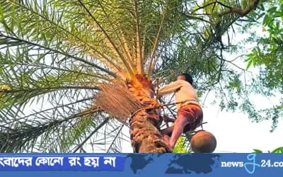 শীতের আগমনে খেজুর রস সংগ্রহ ব্যস্ত শাহজাদপুরে গাছিরা