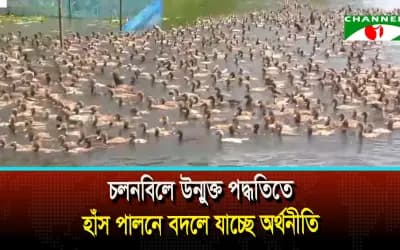 সিরাজগঞ্জের চলনবিলে উন্মুক্ত পদ্ধতিতে হাঁস পালনে বদলে যাচ্ছে অর্থনীতি