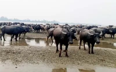 যমুনার চরাঞ্চলে মহিষের সঙ্গেই ঘর-সংসার
