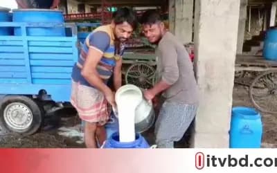 দাম বাড়ানোর দাবিতে মিল্কভিটায় দুধ দেওয়া বন্ধ রেখেছেন সিরাজগঞ্জের খামারিরা