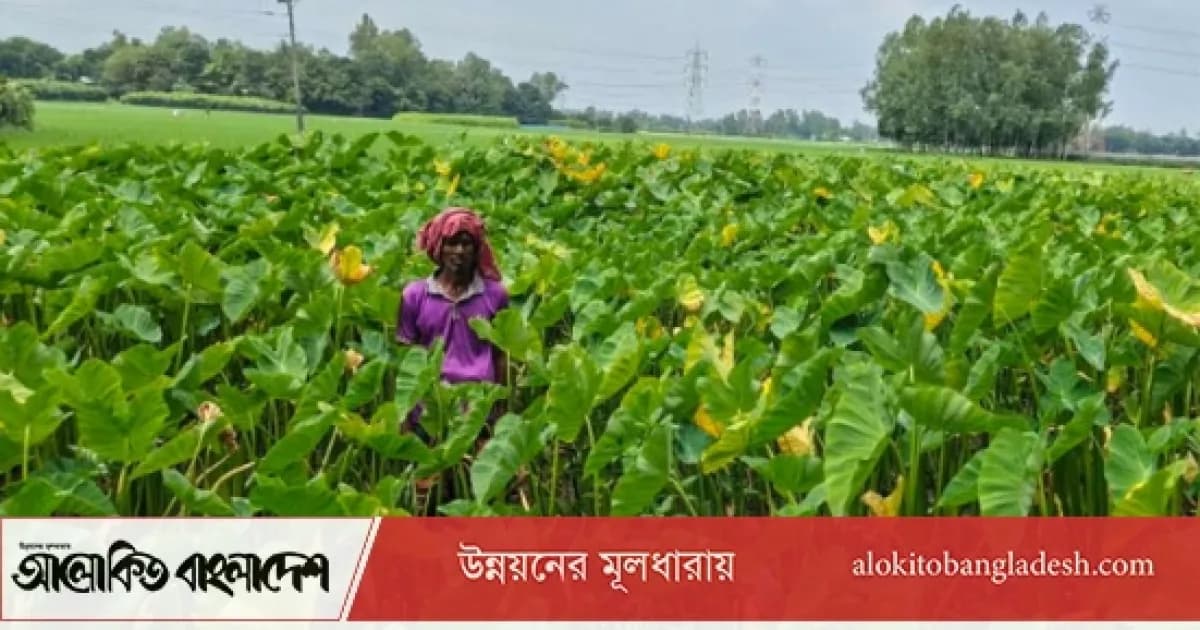 কম খরচে বেশি লাভ, কচু চাষে ঝুঁকছেন সিরাজগঞ্জের কৃষকেরা
