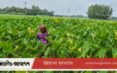 কম খরচে বেশি লাভ, কচু চাষে ঝুঁকছেন সিরাজগঞ্জের কৃষকেরা