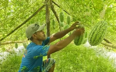 সিরাজগঞ্জে থাইল্যান্ডের তরমুজ চাষে সাফল্যের সম্ভাবনা