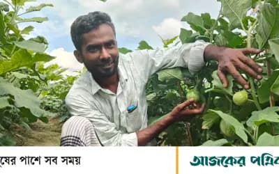একই জমিতে বেগুন-লাউ চাষে লিটনের বাজিমাত