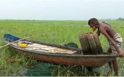 উল্লাপাড়ায় বন্যার পানির দেখা না মেলায় দেশী মাছের বংশ বিস্তার বাঁধা গ্রস্থ