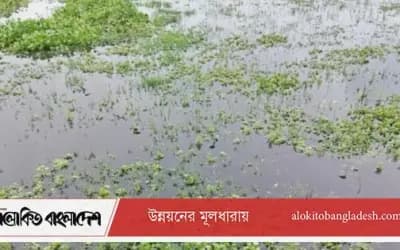 সিরাজগঞ্জে পানি নিষ্কাশনের ব্যবস্থা নেই, জলাবদ্ধতায় ৩শ’ বিঘা জমি