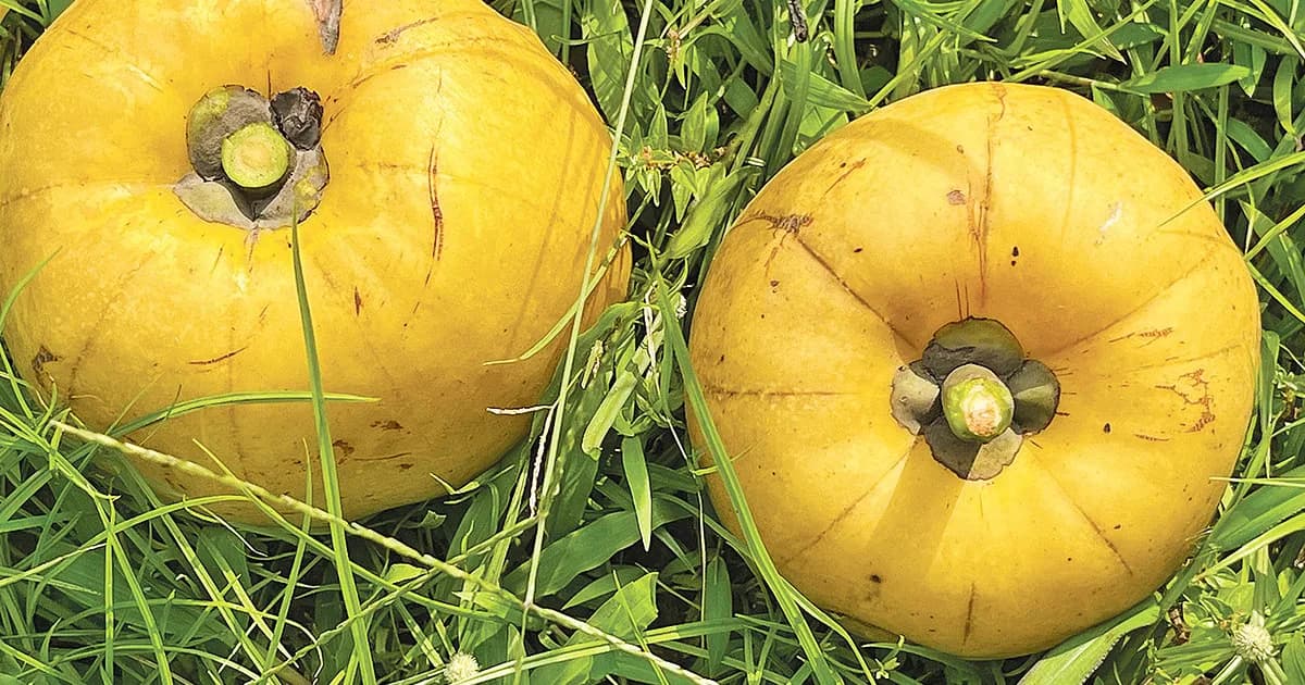 তৈকর ও বনকাঁকরোলের কথা 