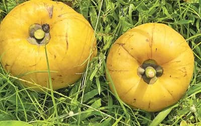 তৈকর ও বনকাঁকরোলের কথা 